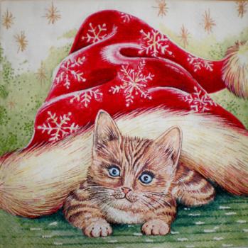 090 Katzen - 3-lagig - Ambiente
